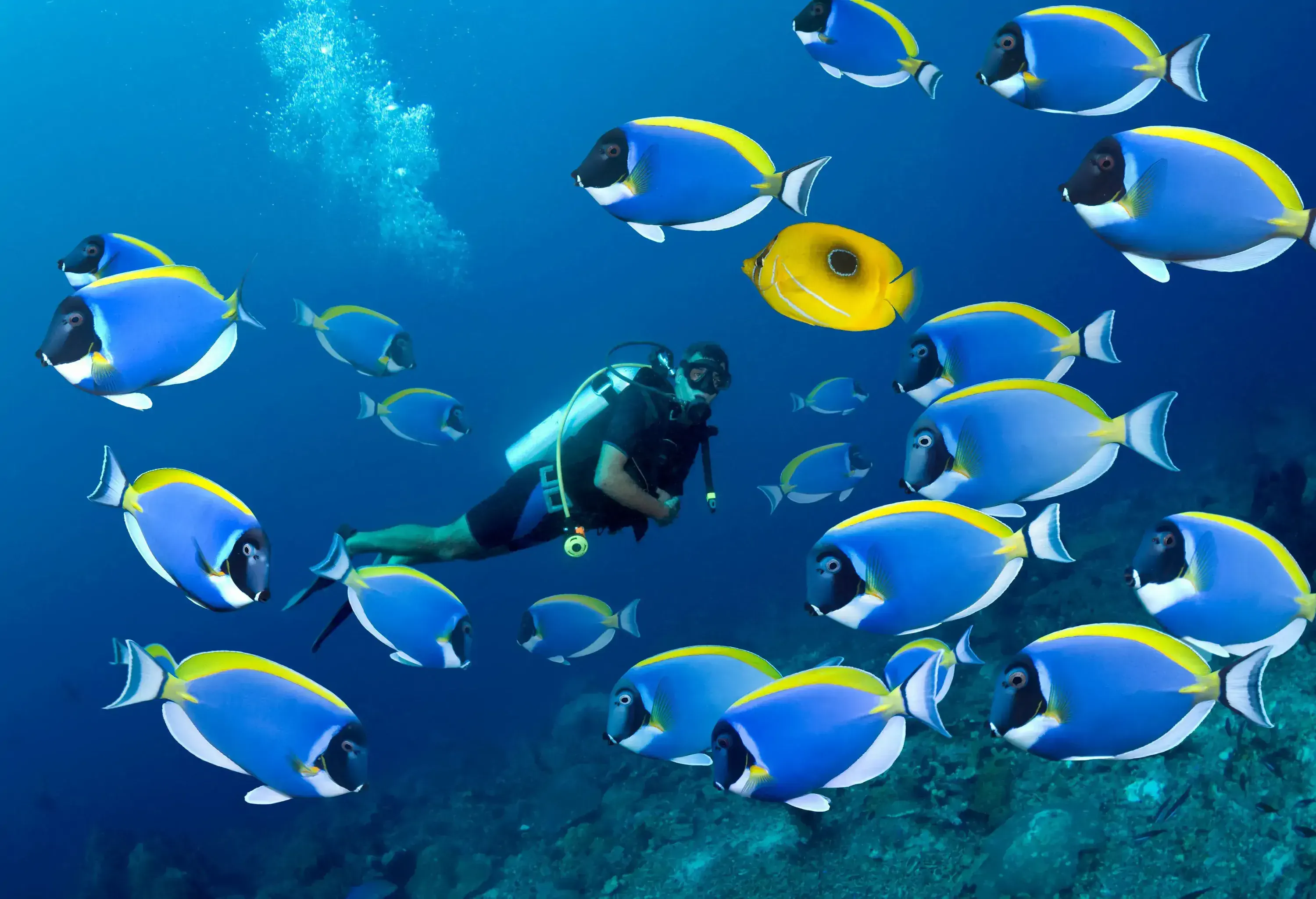 A male scuba diver swimming among the colourful surgeonfish in the sea.