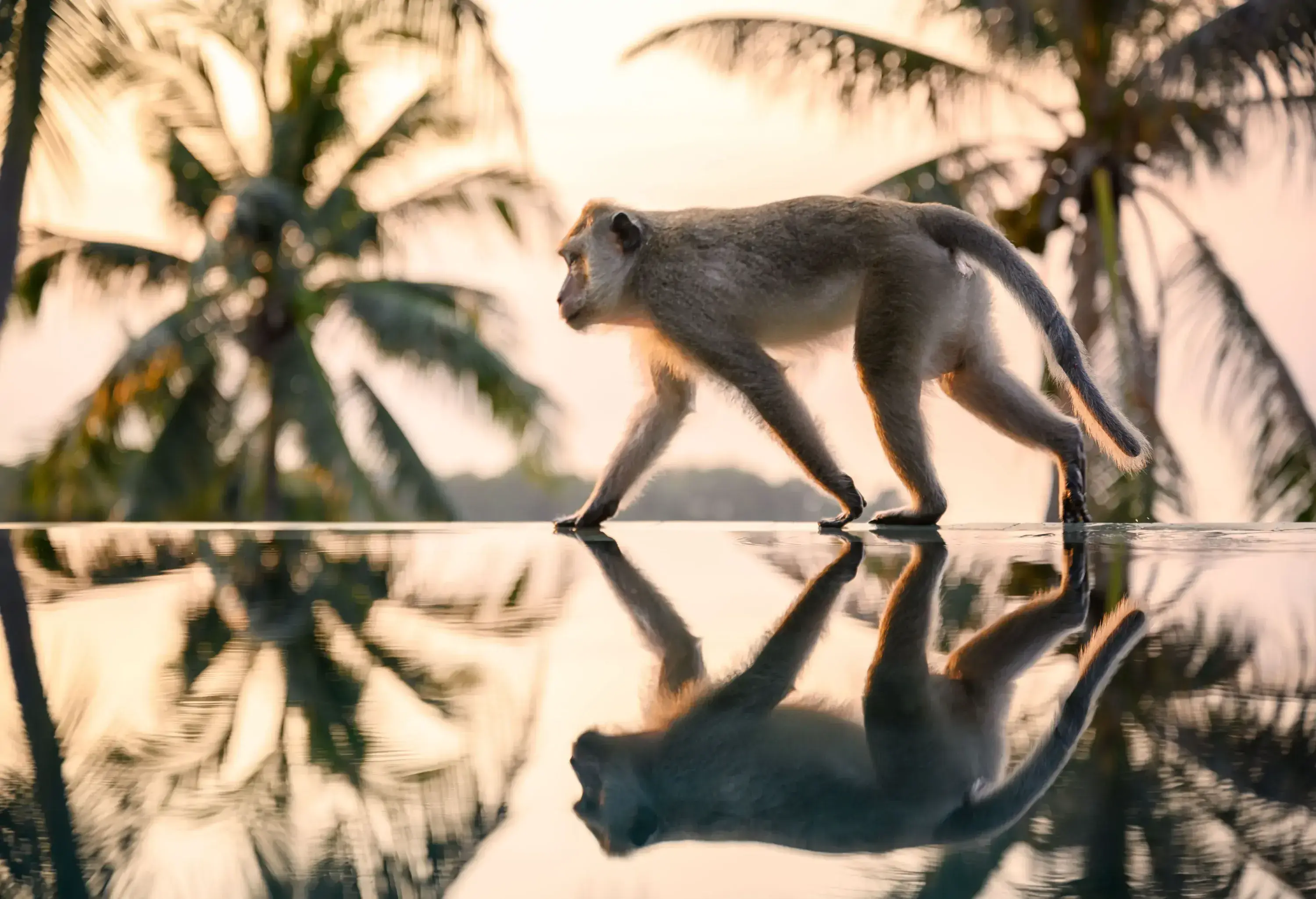 A monkey walking along the edge of an infinity pool against a backdrop of tall palm trees at sunset is reflected in the water.
