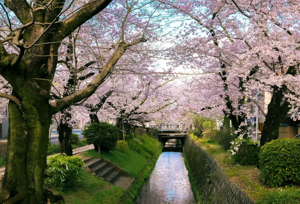 A narrow waterway is embraced by the delicate blooms of cherry blossom trees, their soft pink hues reflecting upon the tranquil surface, while lush green surroundings add to the enchanting ambiance.