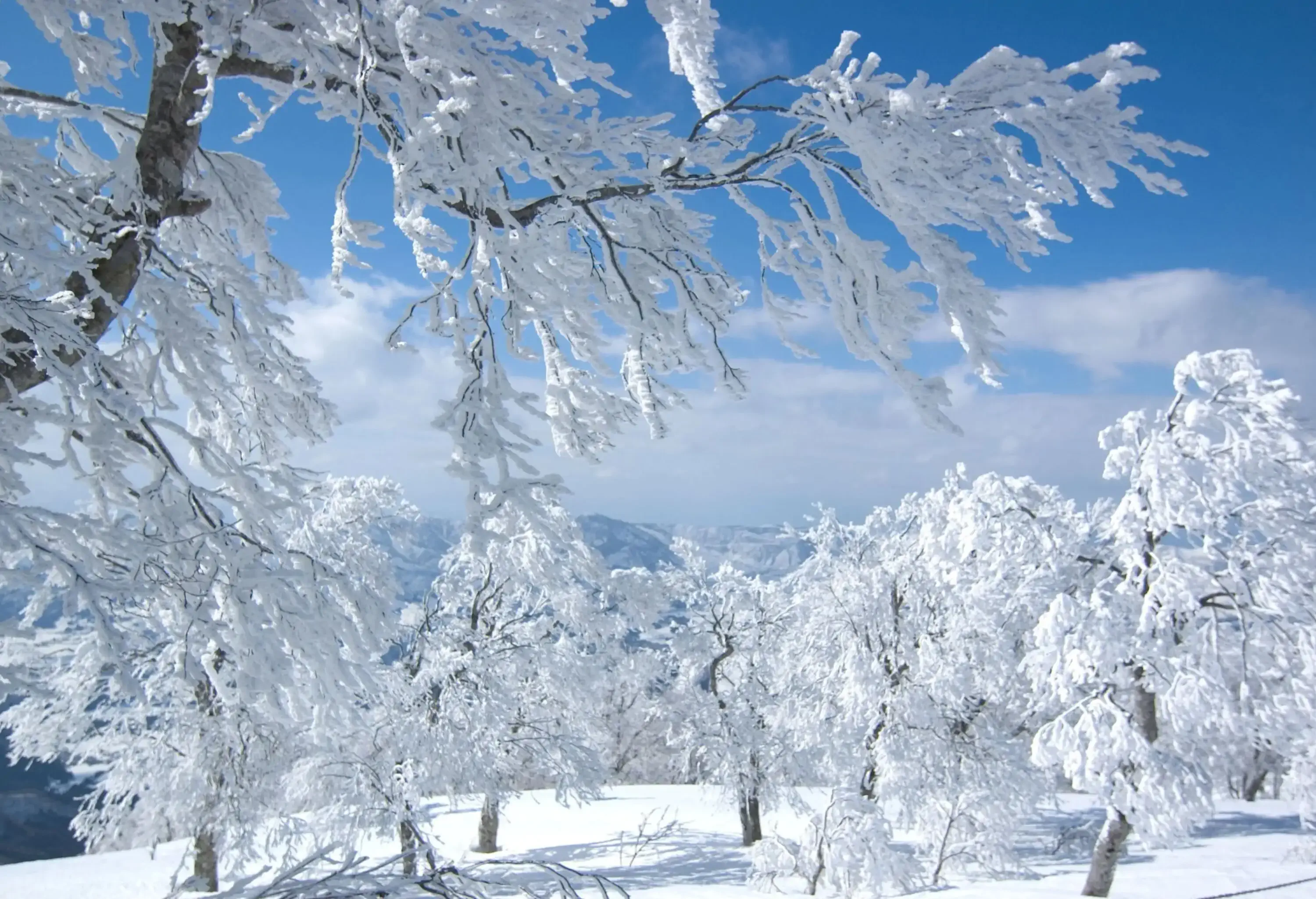 A group of snow-covered trees in the mountains.