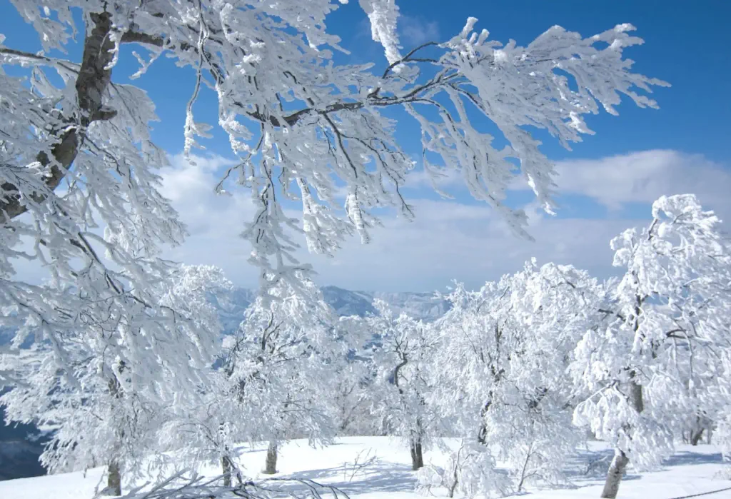A group of snow-covered trees in the mountains.