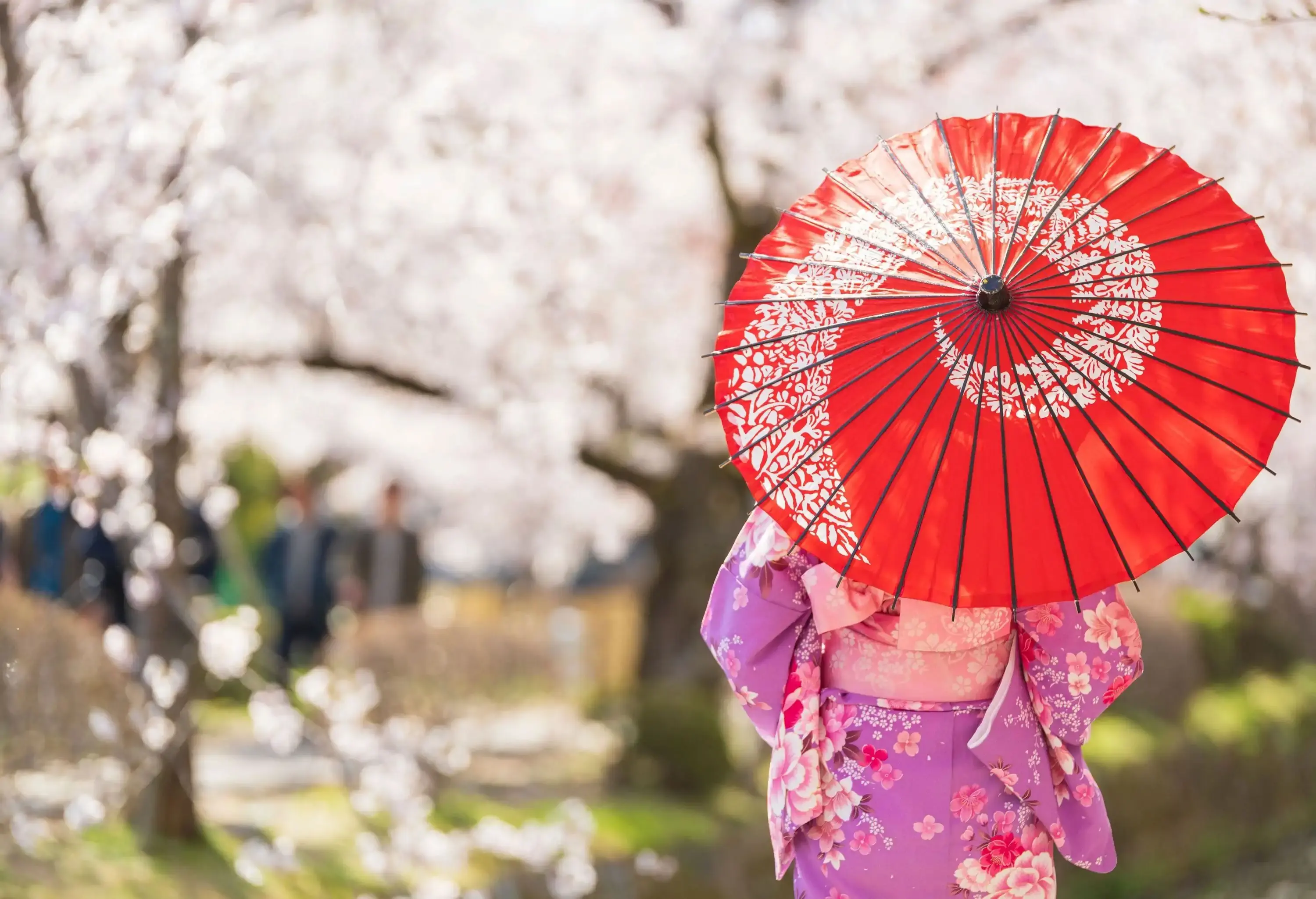 A young girl in a colourful kimono holds a traditional Japanese red umbrella as she stands amidst a dreamy cherry blossom landscape.