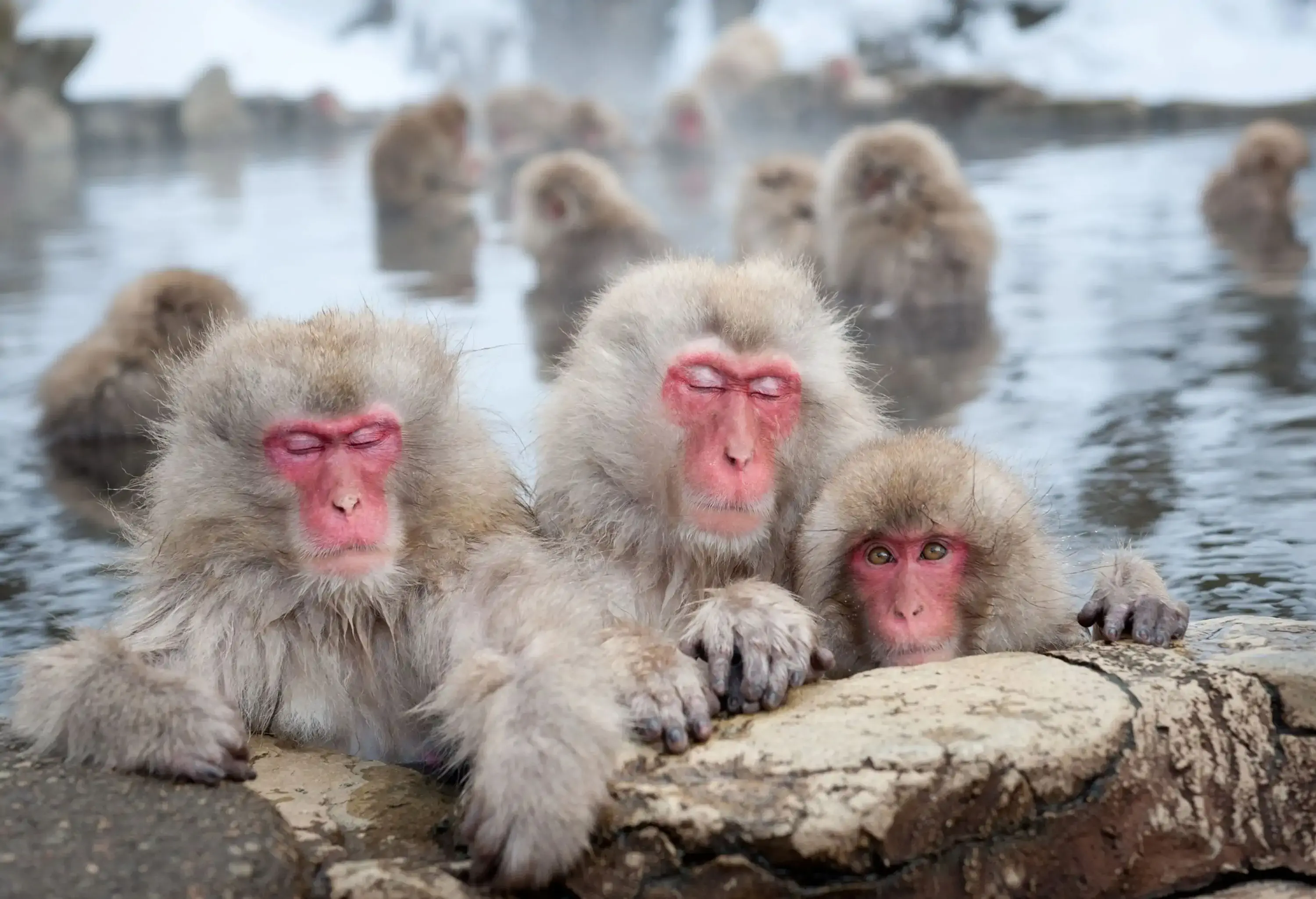 Snow Monkeys find relaxation and warmth in hot springs.