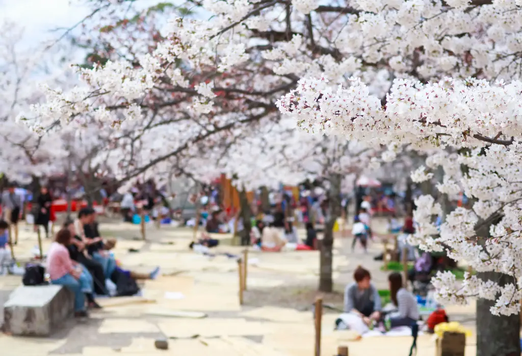 Locals and tourists visit the park where the cherry blossoms are in full bloom.