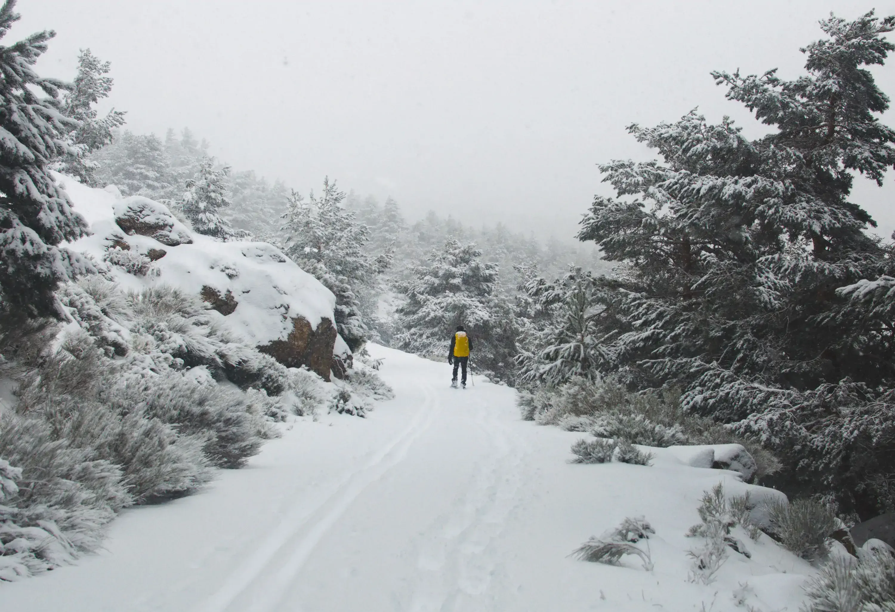 A person in winter clothes walks across a snow-covered terrain lined with snow-covered trees.