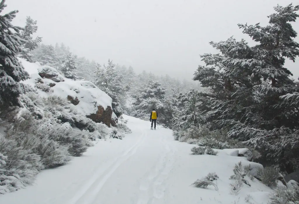 A person in winter clothes walks across a snow-covered terrain lined with snow-covered trees.