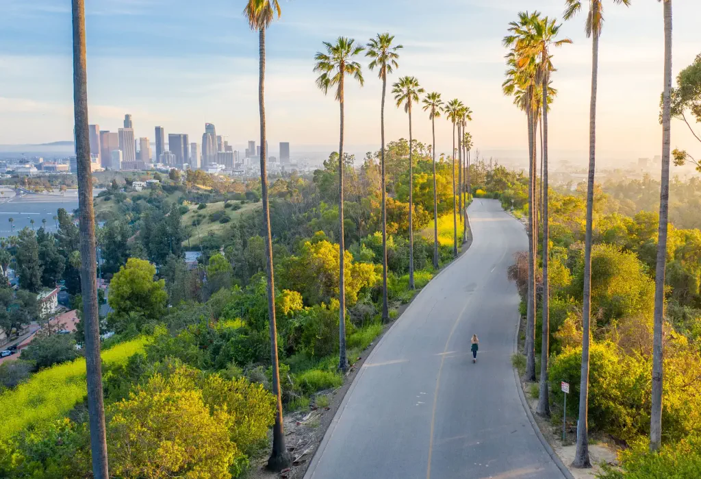 Aerial view of a paved road lined with green plants and tall trees with a view of modern skyscrapers in the background.