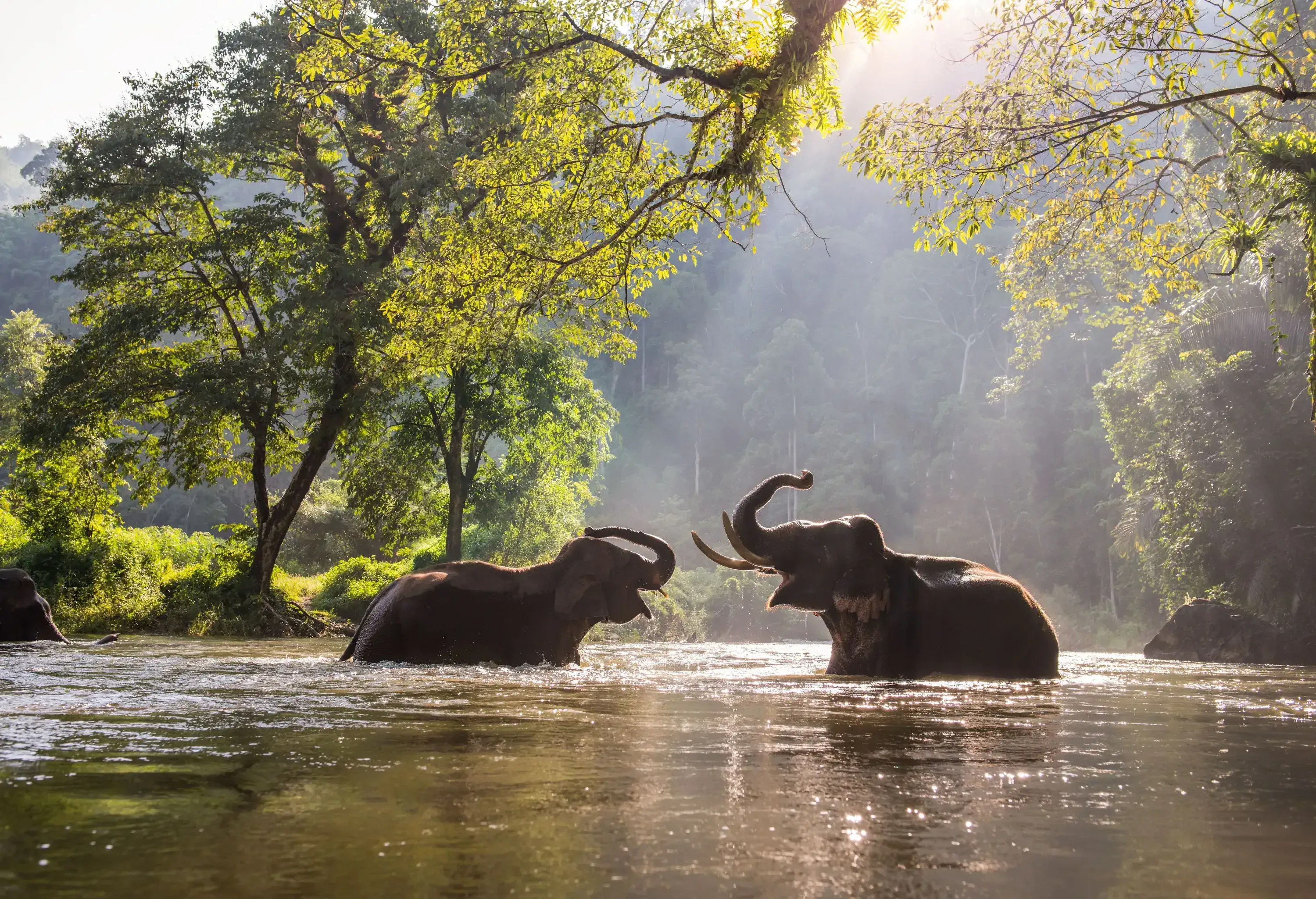 Two elephants playing together in a river shaded by tall trees.