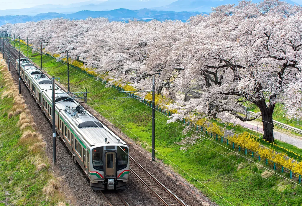A train running on a railway track lined with cherry blossom trees.