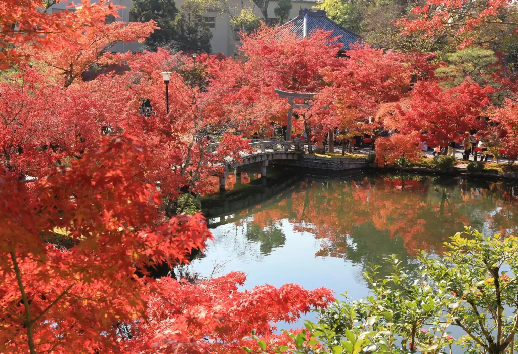 Trees with crimson leaves surrounding a garden pond beneath a wooden bridge.