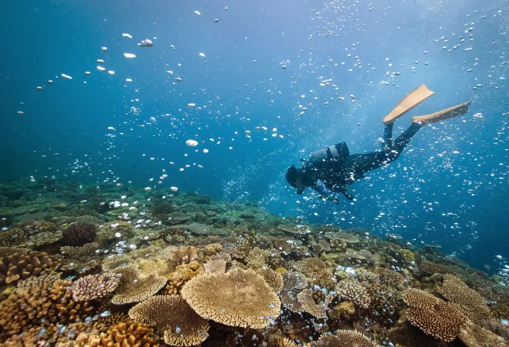 A scuba diver exploring the seafloor covered with coral reefs.