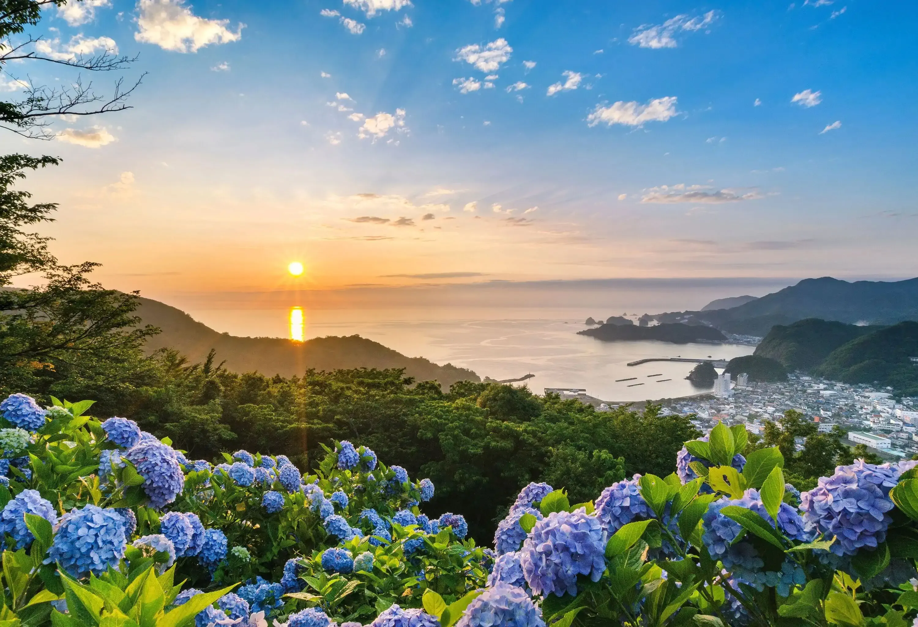 A coastal town in front of a bay with sunset views as seen from a hilltop with purple hydrangea flowers.
