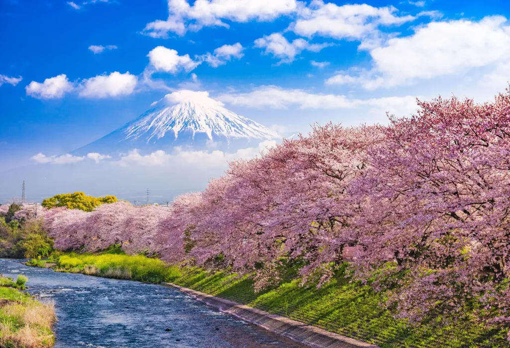 Beautiful cherry blossoms along a riverbank with a snow-capped Mt. Fuji in the backdrop. 
