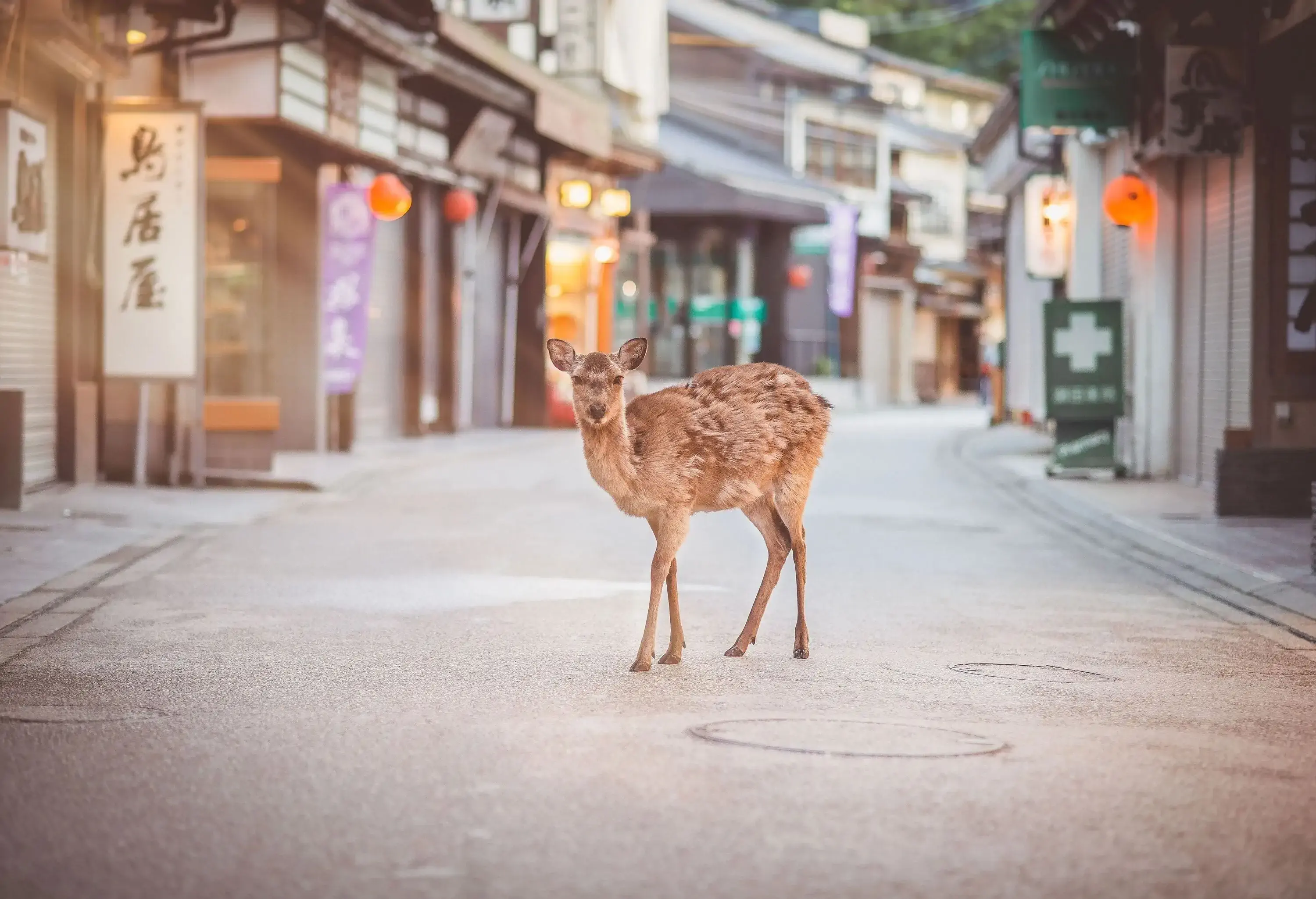 A deer wanders on an empty street between the shop buildings.