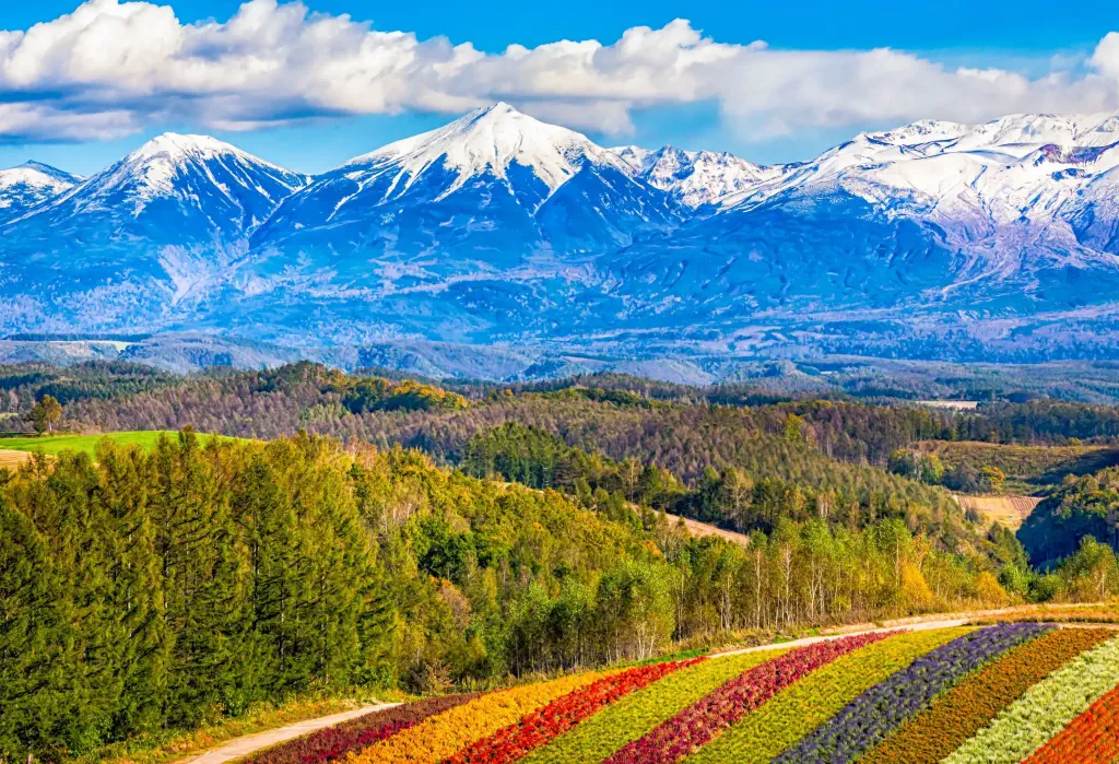 A captivating snow-capped sharp-pointed mountain range beneath the white clouds viewed from a colourful flower field in the foreground.