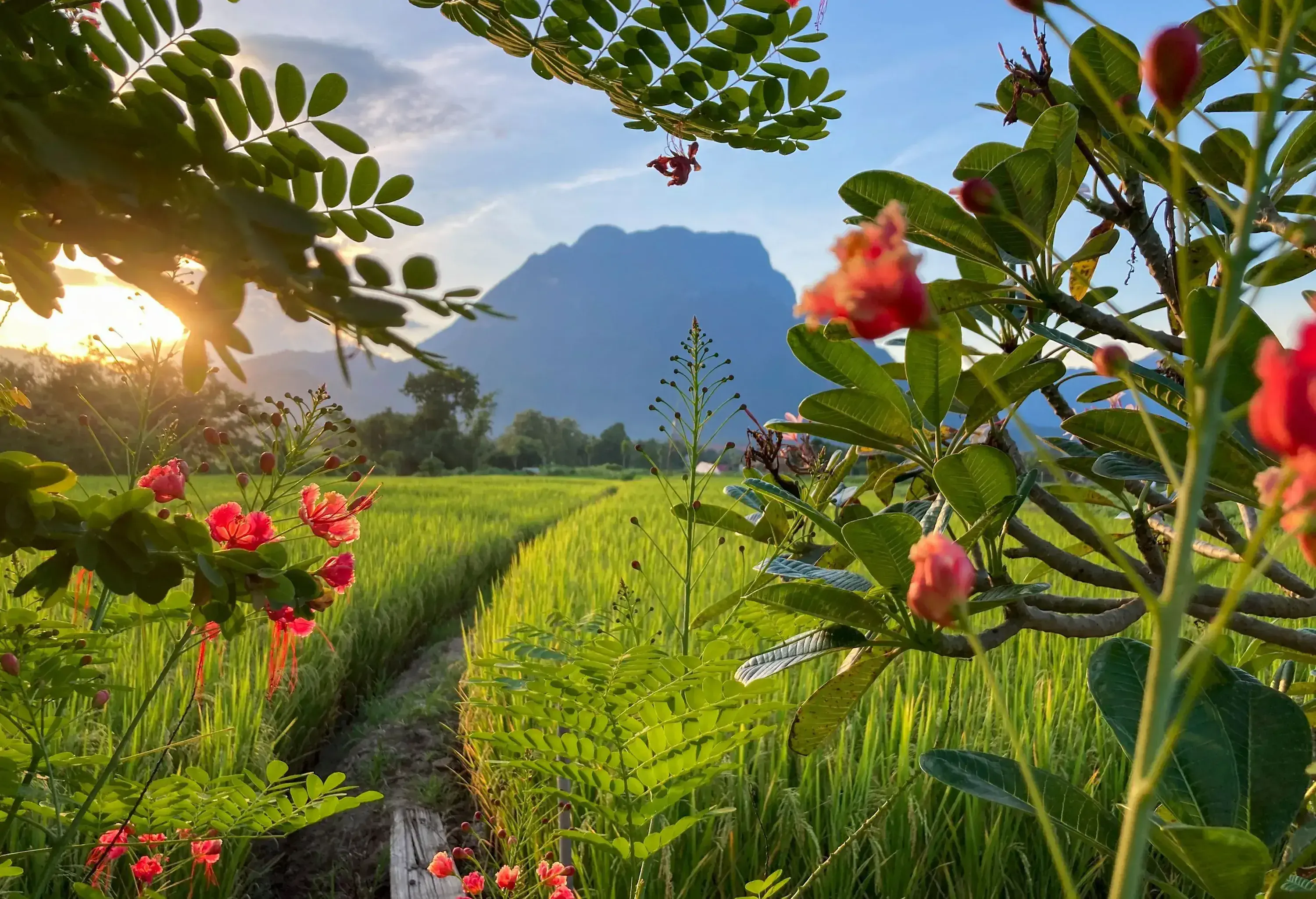 A narrow path cutting through a lush farm land with mountains in the background.