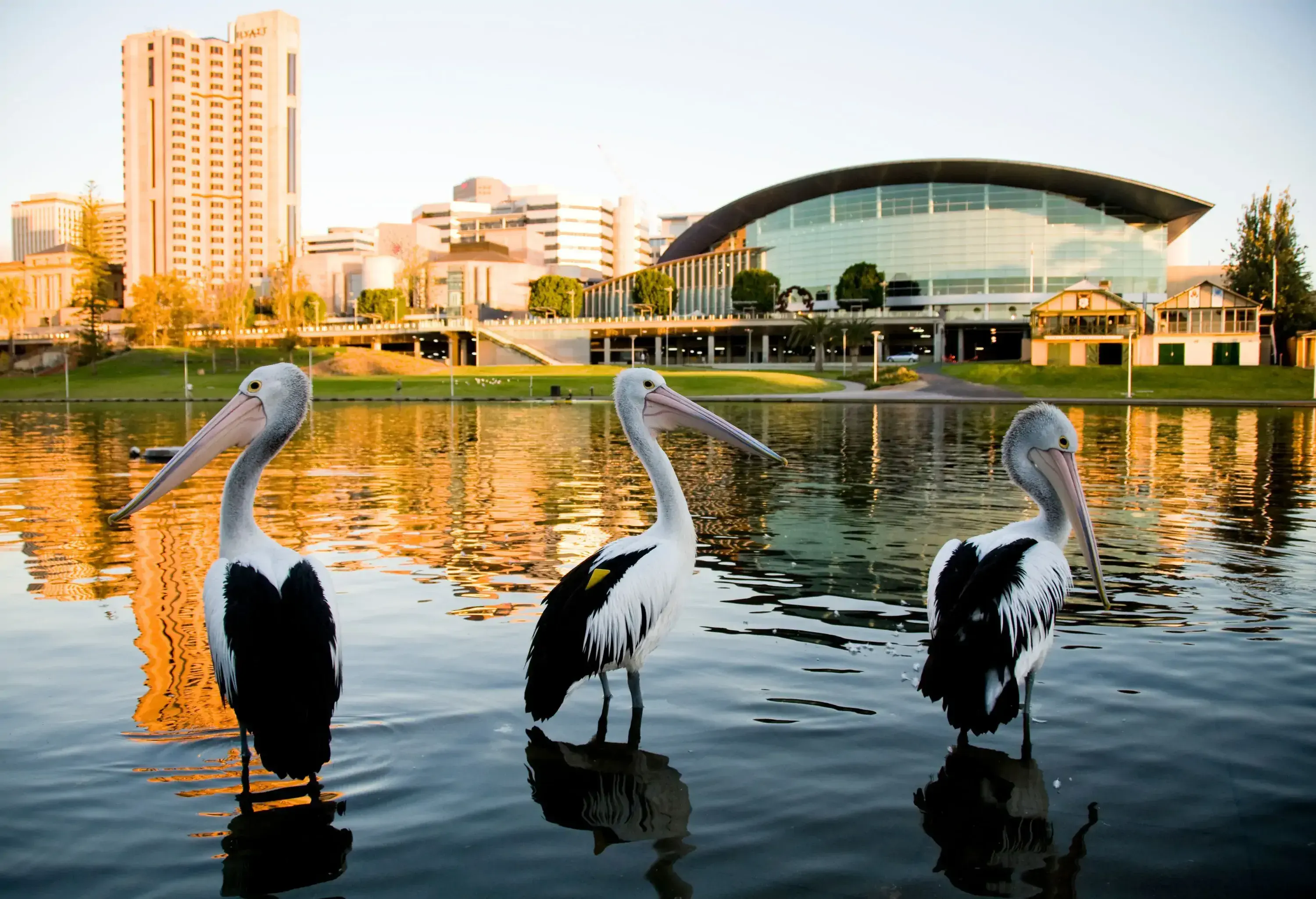 Three pelicans Torrens river Adelaide South Australia.