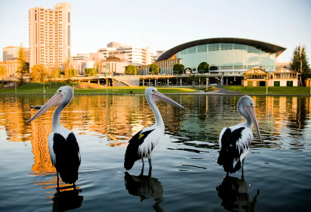 Three pelicans Torrens river Adelaide South Australia.