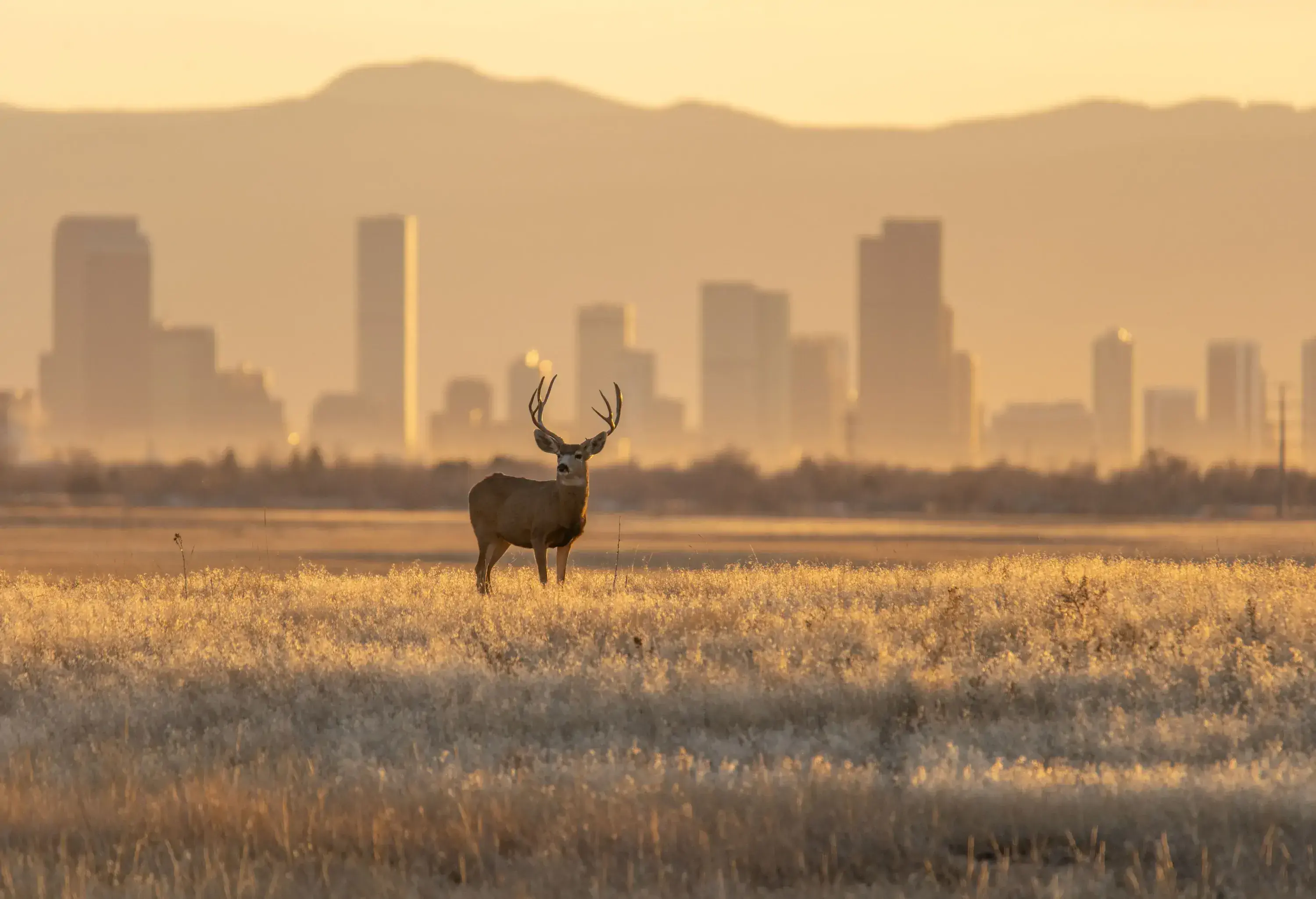 A beautiful sight of mule deer standing on grassland, set against the backdrop of a distant city skyline.