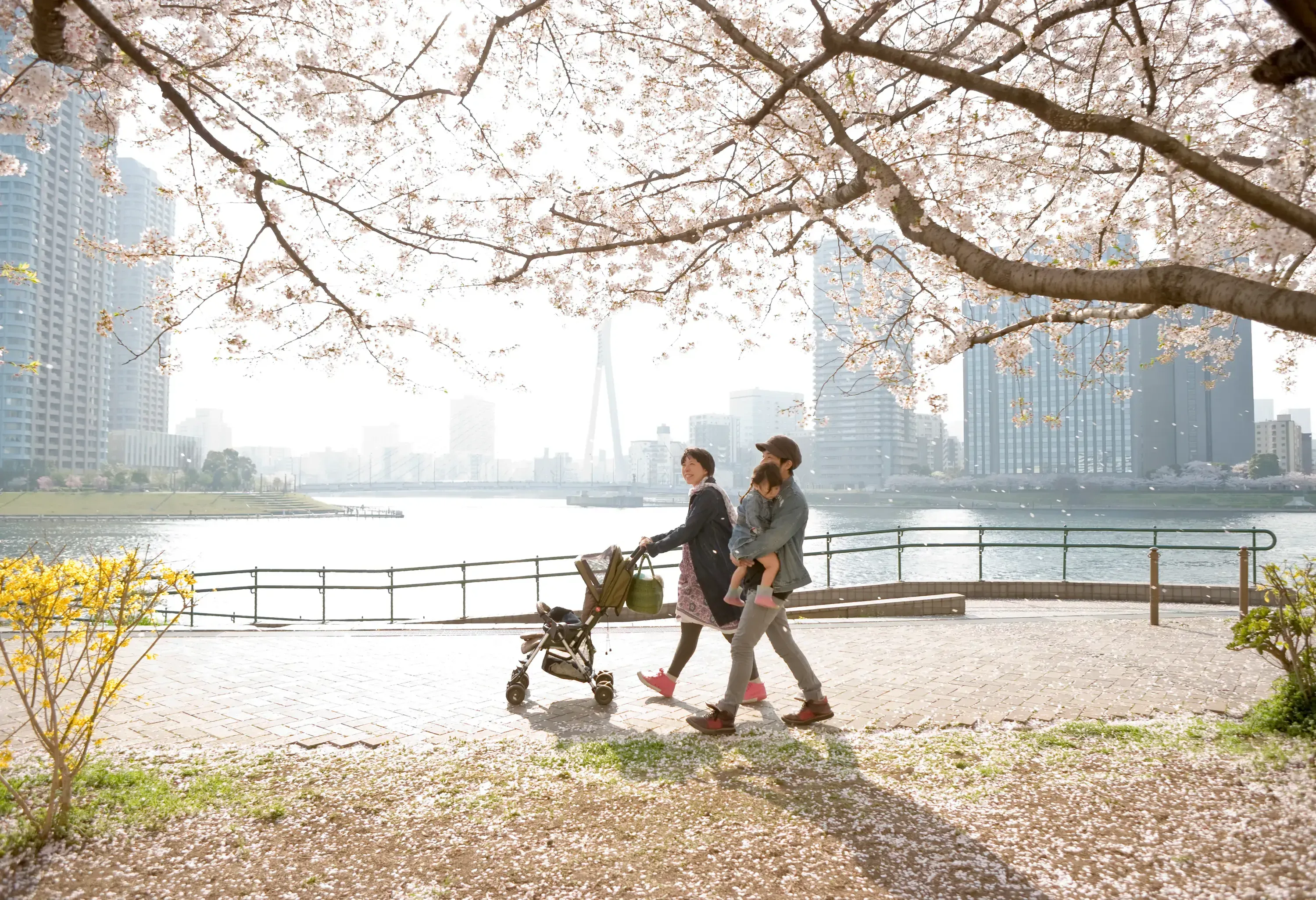 Young family with toddler in a stroller walking by the riverside of a city with cherry blossoms
