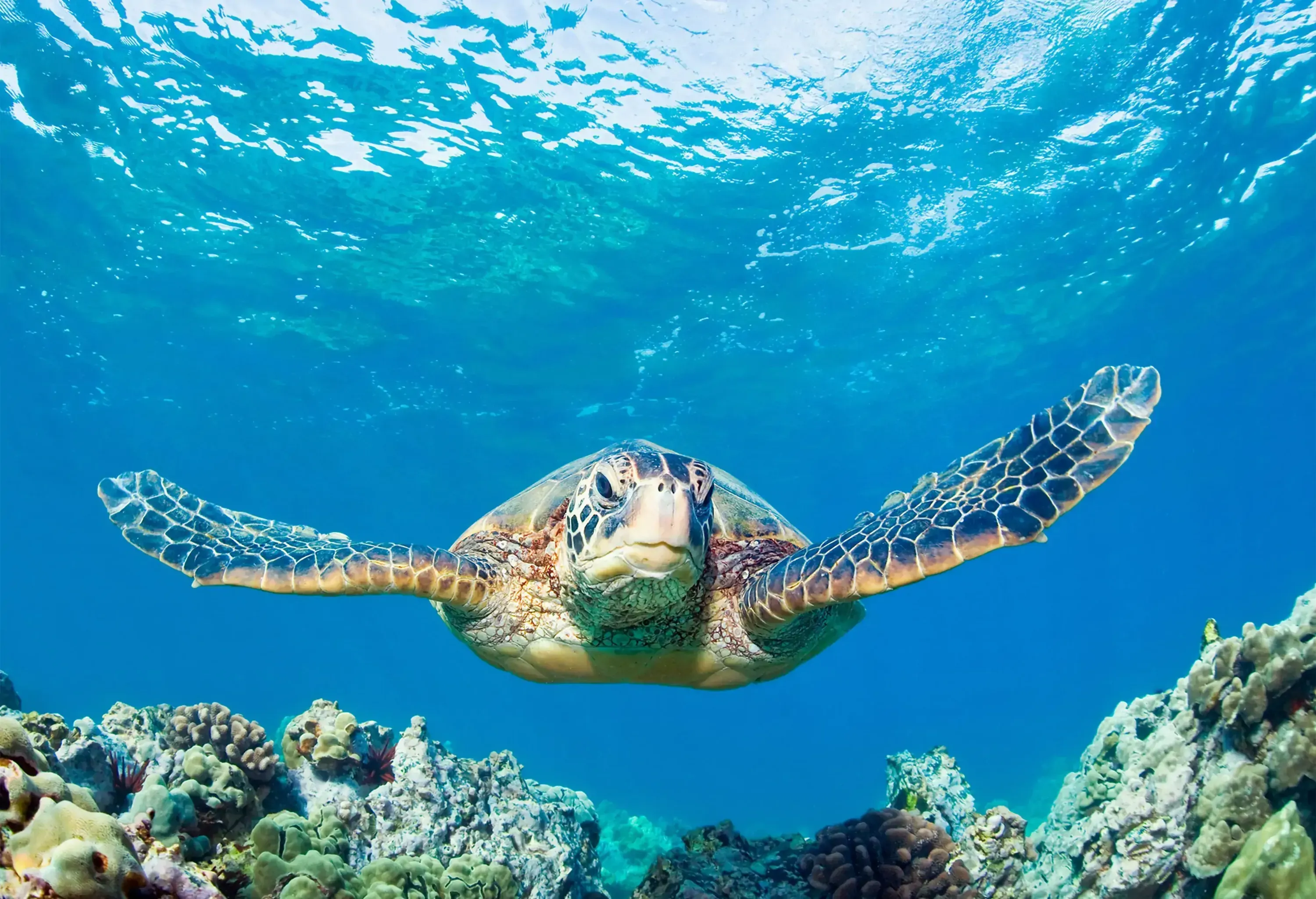 A green sea turtle swims underwater above a colony of corals.