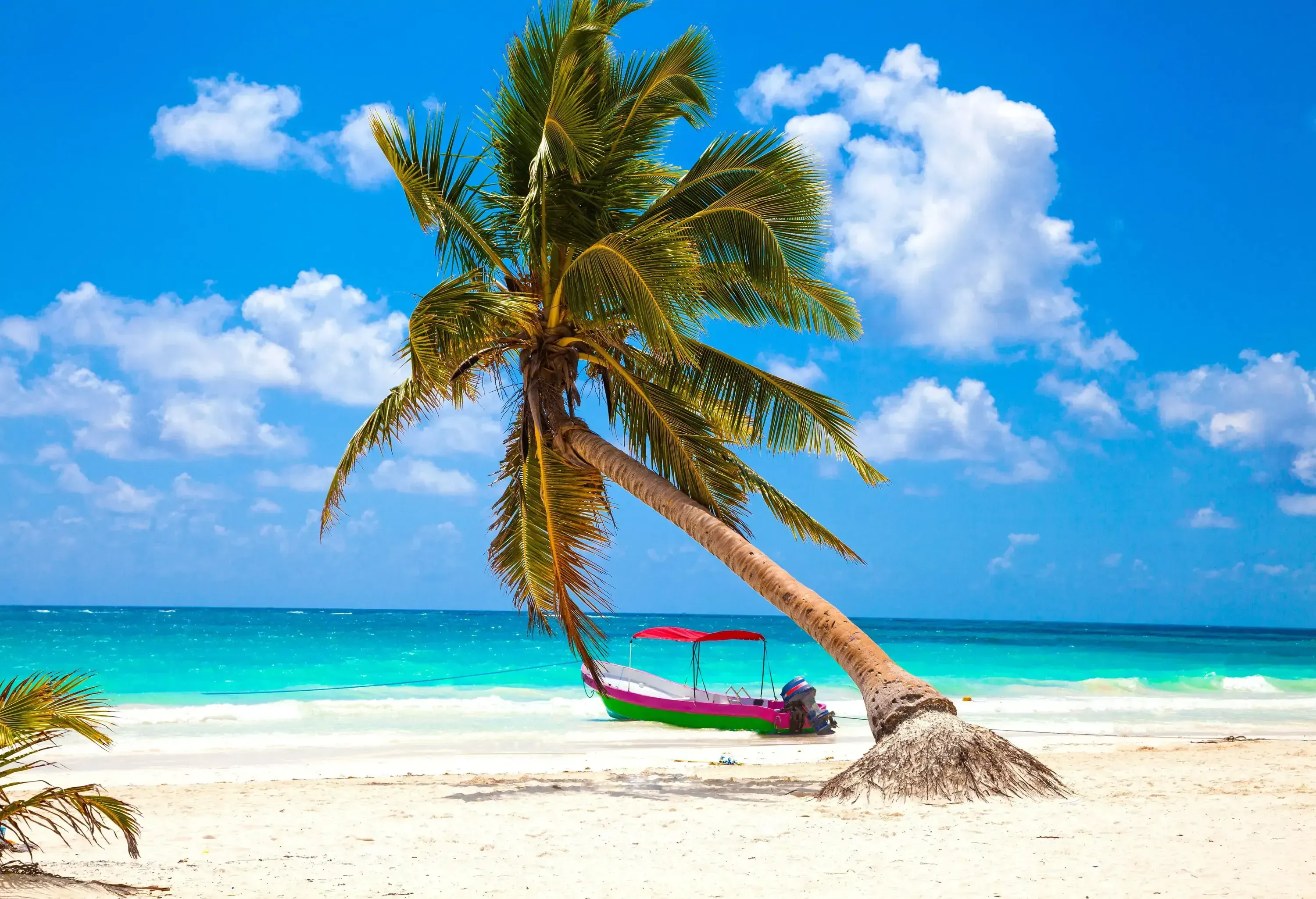 A leaning coconut tree hanging low over a colourful boat docked on the sand.