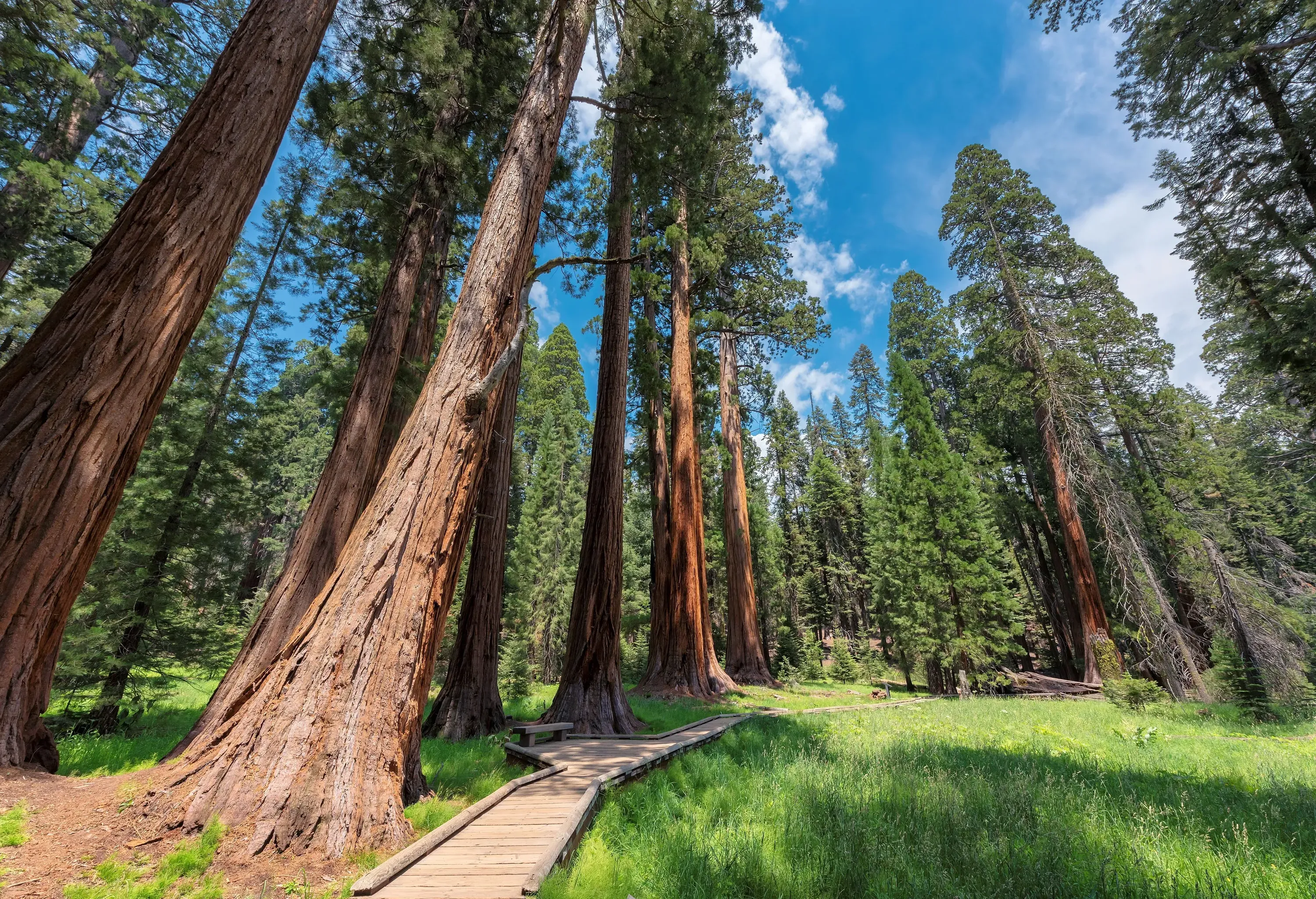 A wooden pathway concealed under the giant sequoia trees.