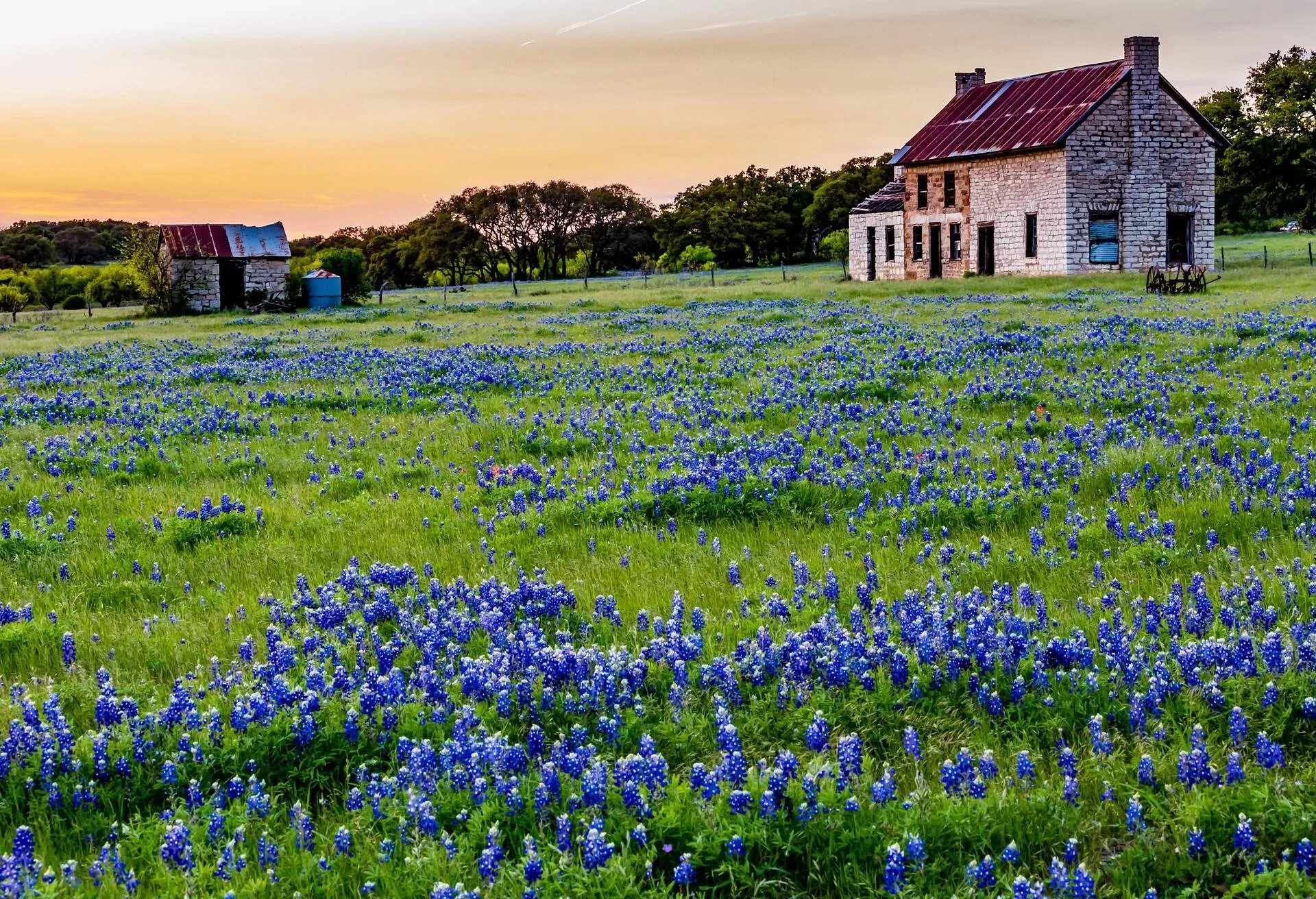An Interesting Abandoned Old Rock Homestead in a Beautiful Field Loaded with the Famous Texas Bluebonnet (Lupinus texensis) Wildflowers at Sunset.; Shutterstock ID 596946629