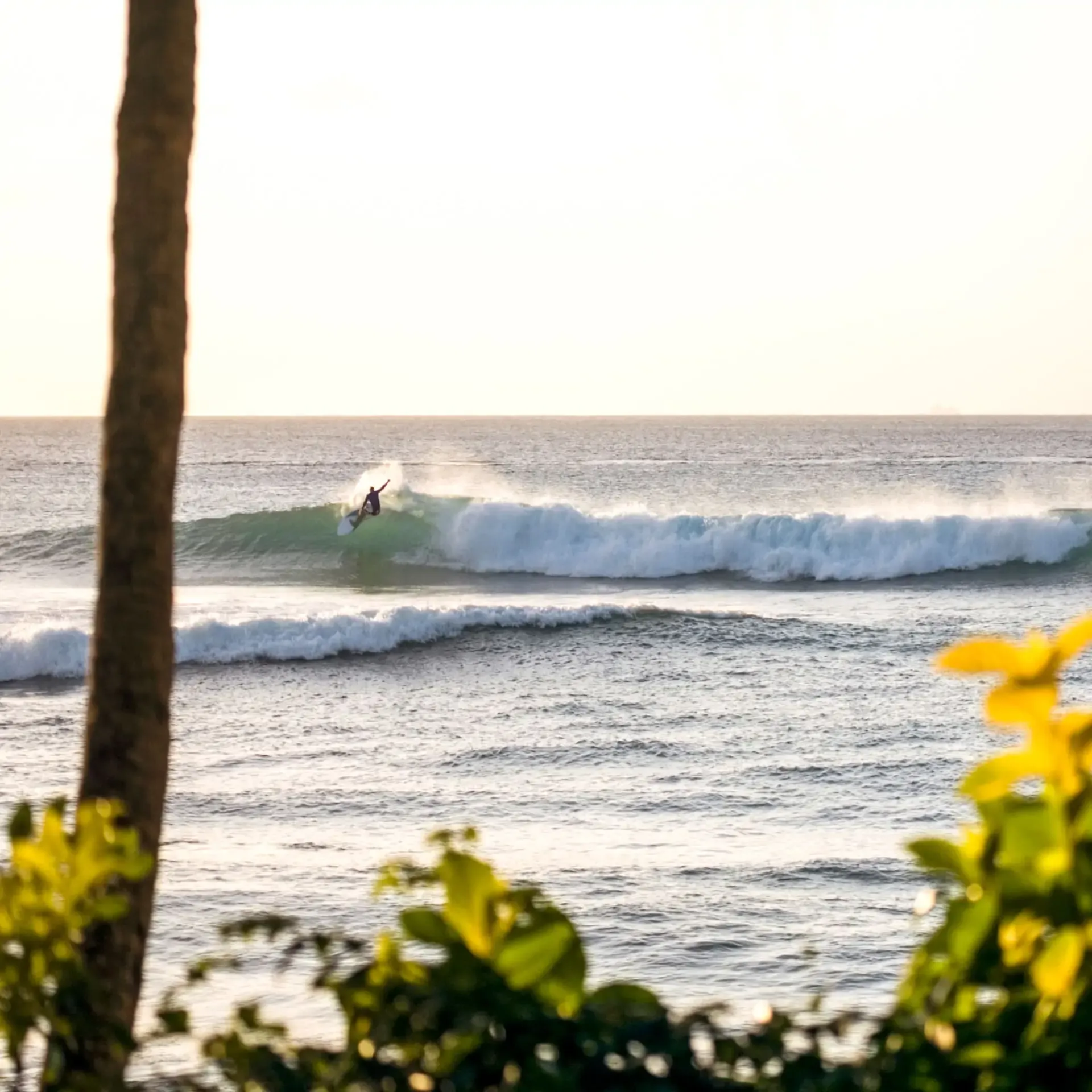 A surfer riding a large wave at sunset, framed by tropical greenery and a palm tree.