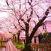 Inn Kawashima in Kyoto with cherry blossoms lining a canal walkway