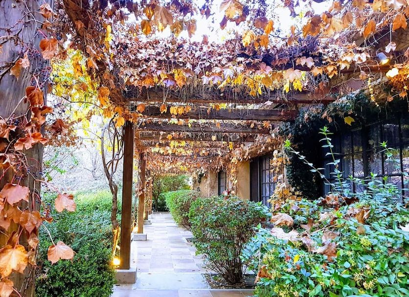 Posada Salentein in Los Árboles, vine-covered pergola walkway beside manicured hedges