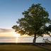 Kurhotel Skodsborg in Copenhagen with a lone tree by the sea at sunset and a pier extending into calm water