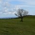 Frogwell in Dartmouth overlooking a grassy hillside with a lone leafless tree and distant sea view