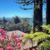Rendezvous Mendocino in Gualala with ocean views framed by pink flowers and tall trees
