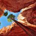 High Desert Inn, Salina: looking up through red canyon walls at tall pine trees and blue sky