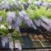 Mamma Ciccia in Mandello del Lario with blooming purple wisteria over the building facade