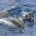 Four Seasons Resort Lanai, Lanai City image of dolphins swimming through the ocean waves
