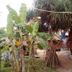 Relax Beach House in Ko Lanta with tropical palm trees and rustic beachfront bungalows