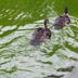 Volcano Acres Ranch B&B in Volcano with two ducks swimming in a green pond