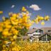 Sporthotel Grafenwald in Daun with chalet-style buildings behind yellow flowers under a blue sky