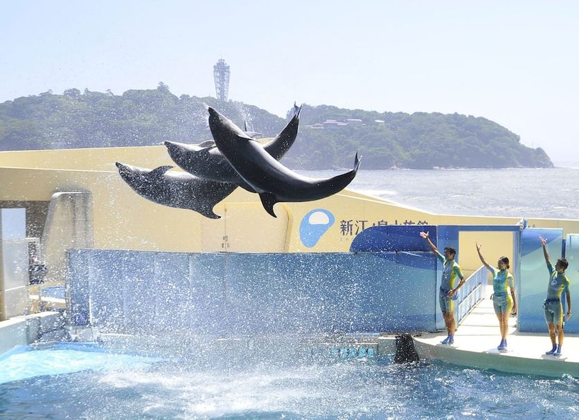 Breath Hotel, Fujisawa: dolphin show pool with ocean view and performers by the water