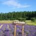 Pension Hoshi Ni Negaiwo in Furano with lavender fields and a wooden sign under a blue sky