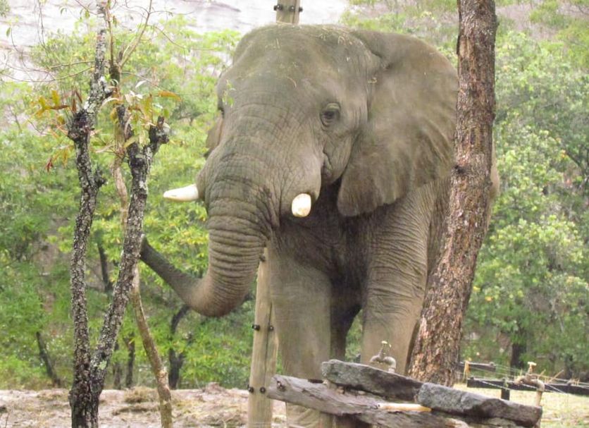 Thokozani Lodge in White River with an elephant visible in a natural bush setting