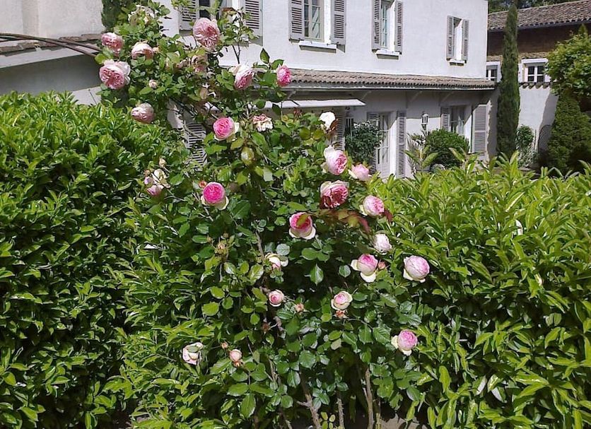Maison Epellius in Collonges-au-Mont-d'Or with blooming pink rose bushes in a garden