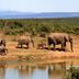 Lotos Inn & Suites, Nairobi: elephants drinking by a waterhole with mountain views in Nairobi