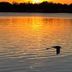 Tropical Resort & Marina on Lake Beresford, DeLand: sunset over lake with bird flying low over water