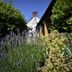 The Stag Rooms in Alcester with a garden path, lavender, hedges, and a view of the hotel exterior