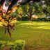 Heritage By Serendib in Blantyre with a lush garden lawn, shaded trees, and outdoor seating