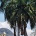 Hospedagem Central in Tiradentes with palm trees framing a hill and church domes under blue sky