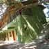 Fire pansiyon in Cirali with green exterior, balcony, and outdoor stairway shaded by trees